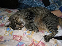 Micky dort sur Maman 04